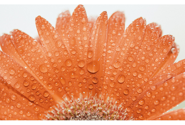 Фотообои «Лепестки герберы в каплях»