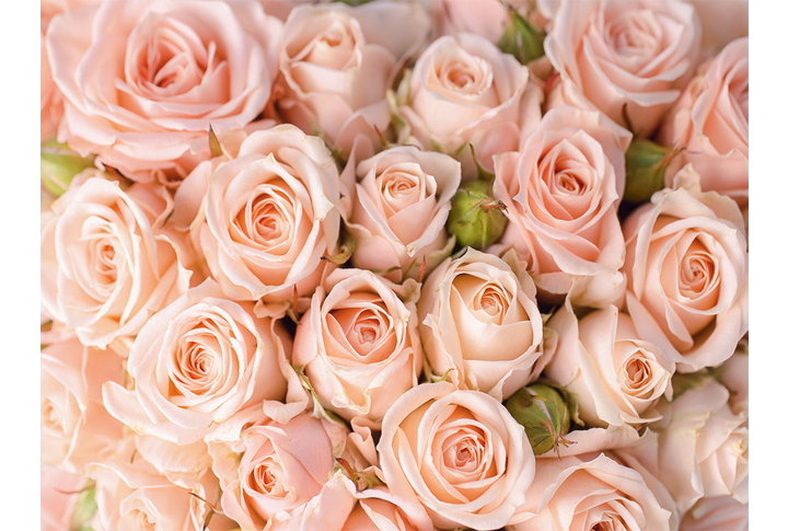 Фотообои «Розы розовые, большие бутоны цветов»