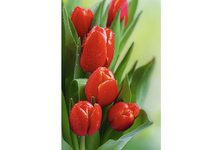 Фотообои «Тюльпаны ярко-красные»