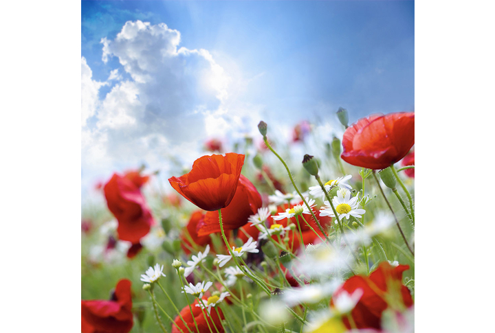 Фотообои «Маки и ромашки в поле на фоне облаков»