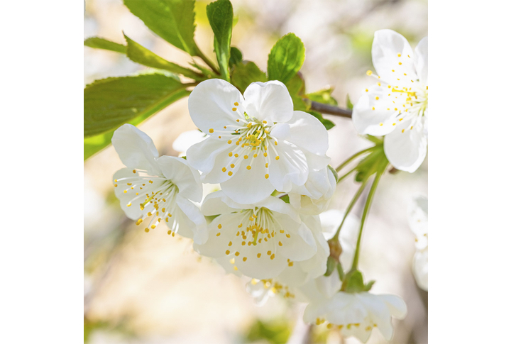 Фотообои «Сакура, японская вишня»