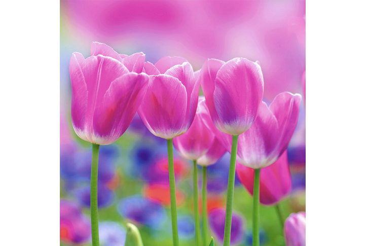 Фотообои «Тюльпаны в розовых тонах»