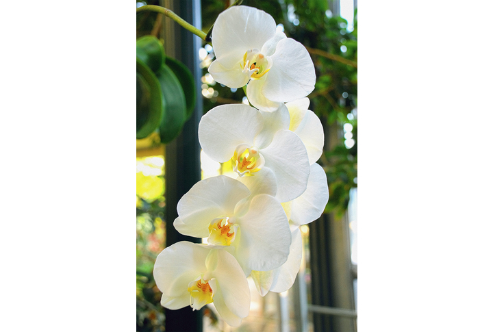 Фотообои «Свисающие белые орхидеи»
