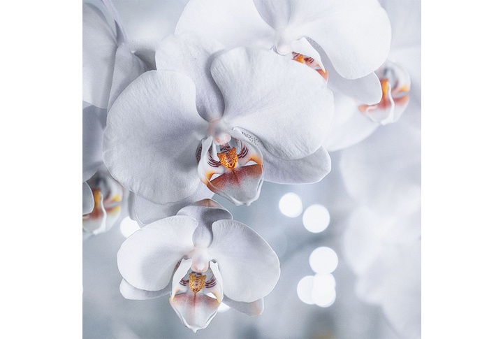 Фотообои «Орхидея в черно-белом»