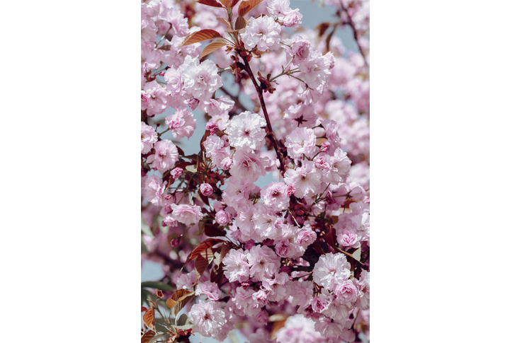 Фотообои «Сакура на веточках, розовые цветы»