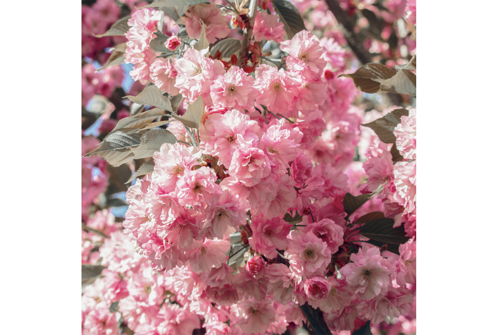 Фотообои «Розовая сакура в саду»