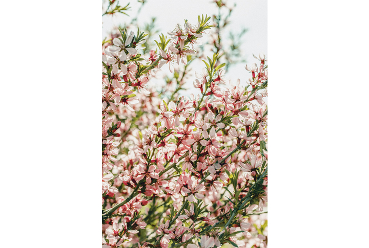 Фотообои «Ветки миндаля»