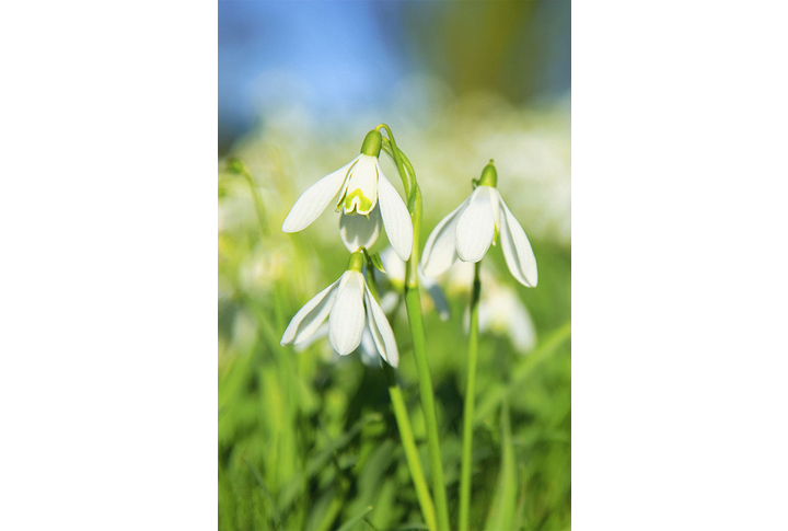 Фотообои «Первые подснежники в зелени»