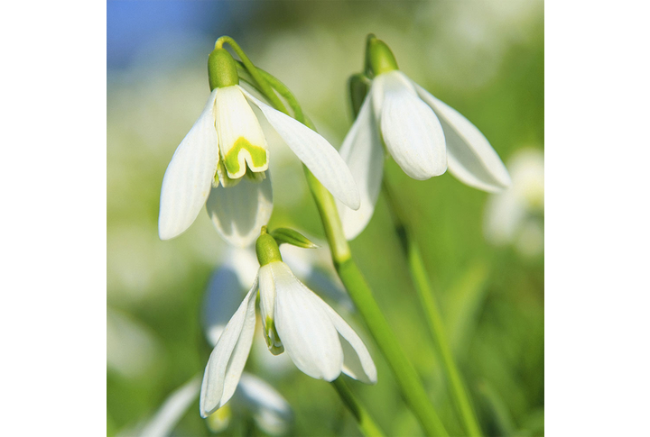Фотообои «Цветы подснежника в утреннем свете»