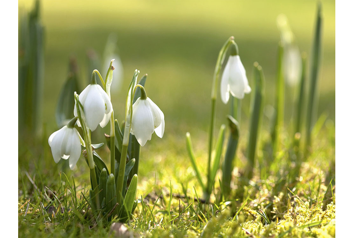 Фотообои «Весенний сюжет с подснежниками»