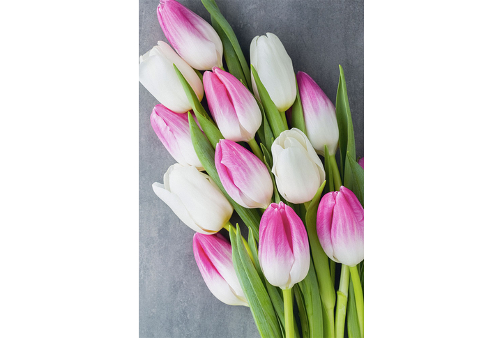 Фотообои «Тюльпаны, цветы в букете»