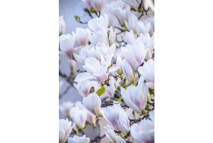 Фотообои «Магнолии на ветках»