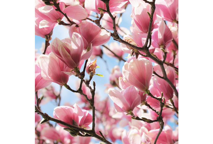 Фотообои «Розовая магнолия в цвету»