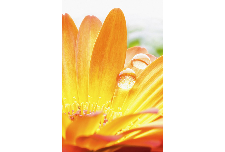 Фотообои «Желтая гербера с каплями на лепестках»