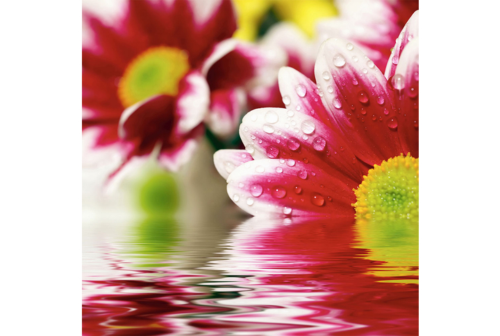 Фотообои «Красивые цветы герберы в росе»