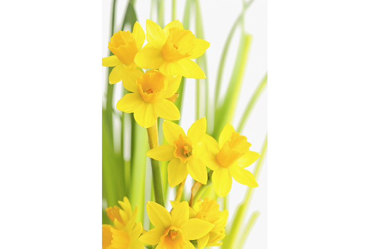 Фотообои «Нарциссы и зелень»