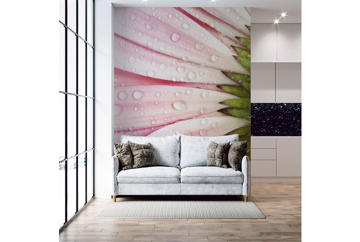 Фотообои «Цветы герберы в каплях воды» в интерьере