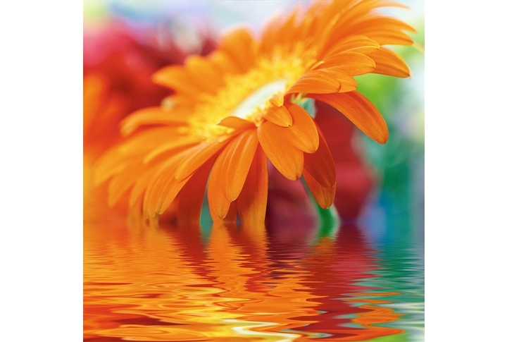 Фотообои «Яркая гербера над водой»