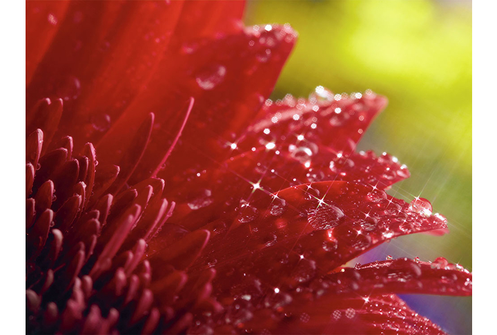 Фотообои «Лепестки герберы в каплях воды»