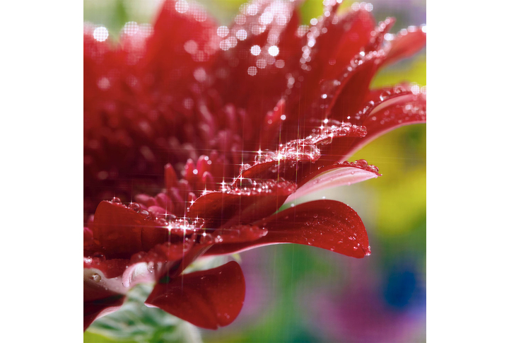 Фотообои «Гербера в блестящих каплях воды»