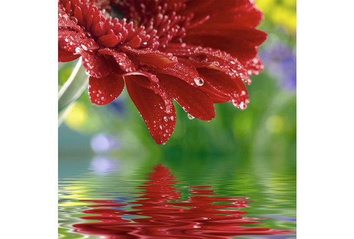 Фотообои «Яркий цветок герберы над водой, капли дождя»