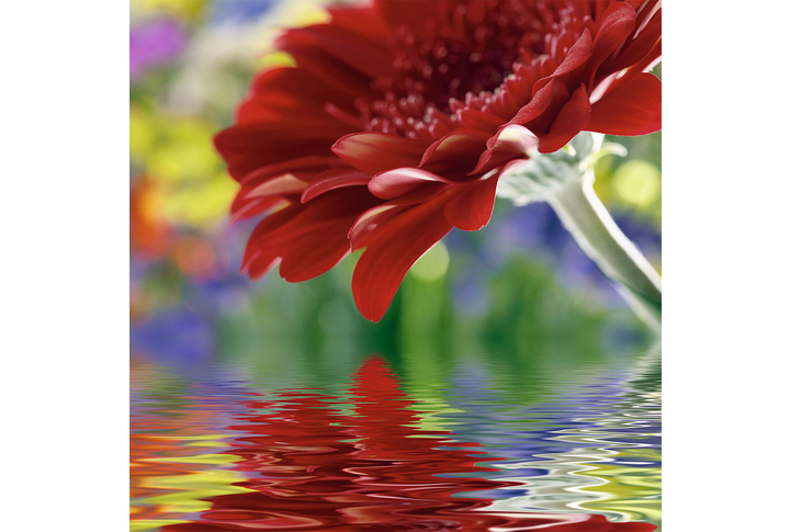 Фотообои «Лепестки герберы над водой»