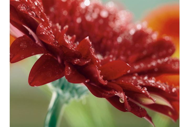 Фотообои «Темно-красная гербера в каплях»