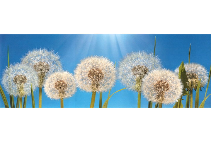 Фотообои «Одуванчики»