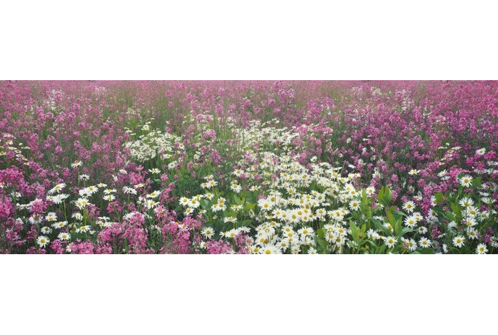 Фотообои «Поляна цветов»