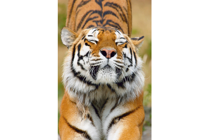 Фотообои «Потягивающийся тигр»