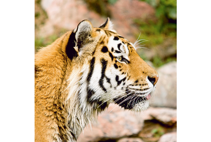 Фотообои «Красивый тигр»