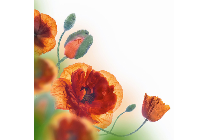 Фотообои «Красивые цветы мака»