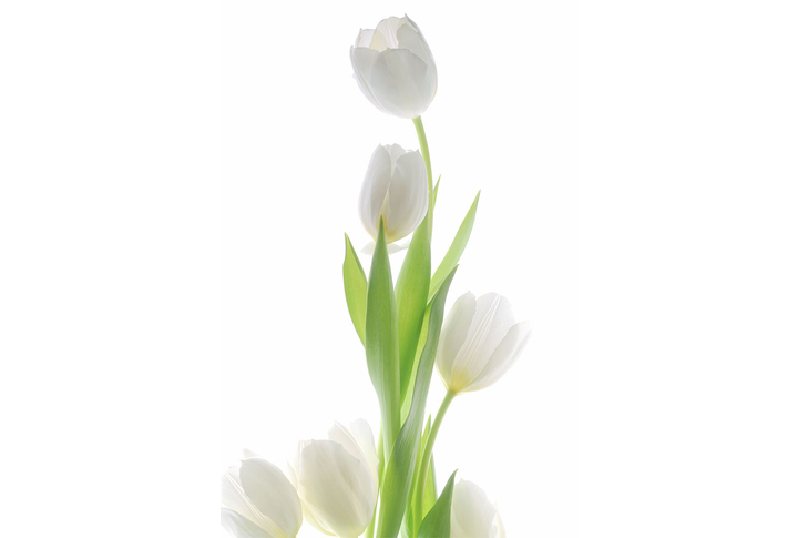 Фотообои «Белые тюльпаны в букете»