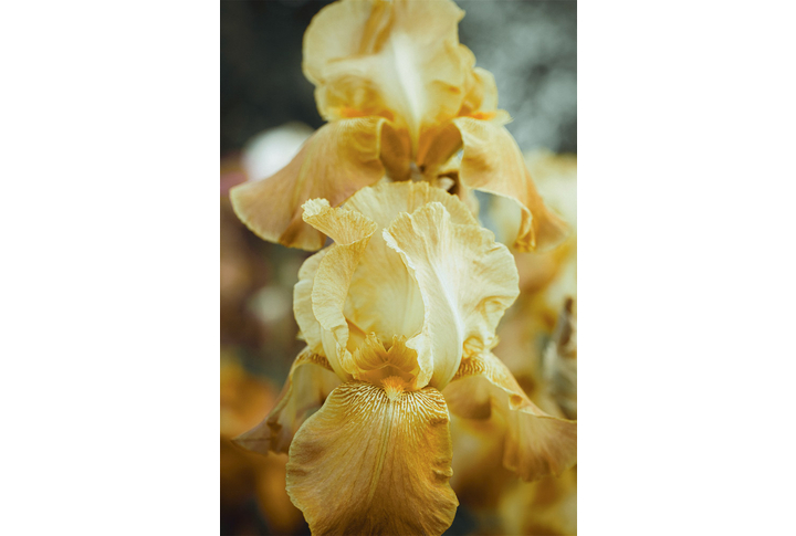 Фотообои «Желтые ирисы»