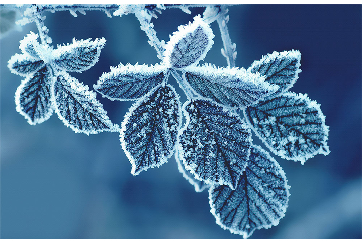 Фотообои «Листья зимой»